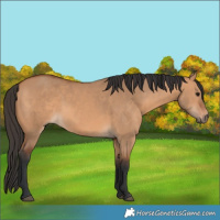 Horse Color:Bay Dun 