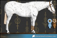 Horse Color:Smoky Grullo Sabino Splash Near Leopard 