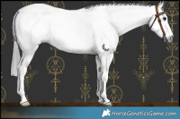Horse Color:Gray White Spotted Black Appaloosa 