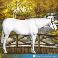 Horse Color:Gray White Spotted Black Appaloosa 
