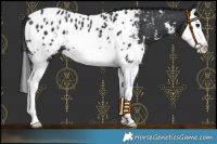 Horse Color:Black Sabino Splash Near Leopard 