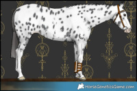 Horse Color:Black Sabino Splash Near Leopard 