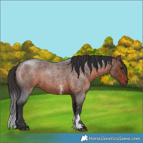 Horse Color:Brown Roan Sabino 