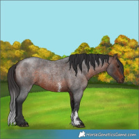 Horse Color:Brown Roan Sabino