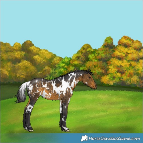 Horse Color:White Spotted Buckskin 