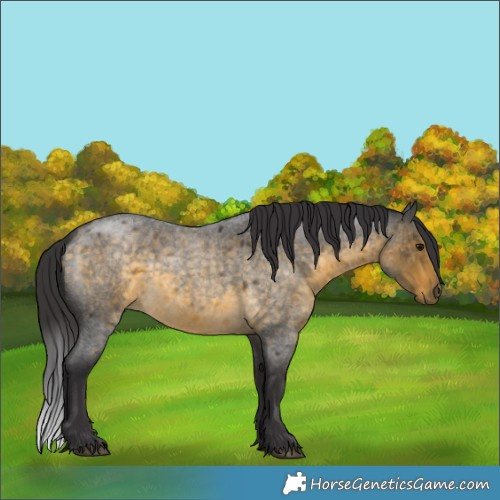 Horse Color:Buckskin Roan 