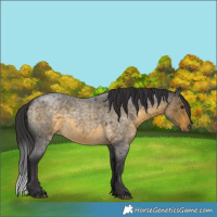 Horse Color:Buckskin Roan 