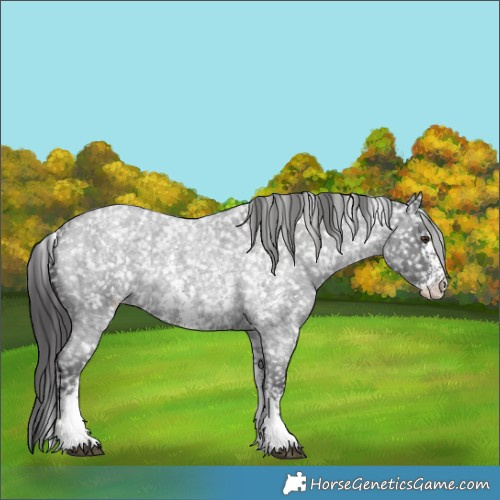 Horse Color:Blue Roan Sabino Appaloosa Rabicano 