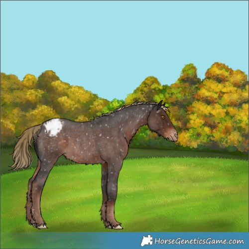 Horse Color:Liver Red Roan Appaloosa Rabicano 