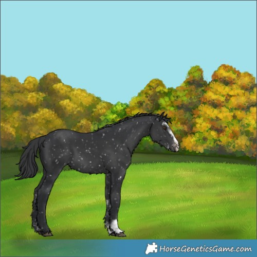 Horse Color:Black Sabino Appaloosa Rabicano 