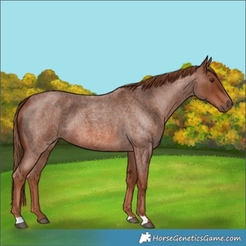 Horse Color:Red Roan