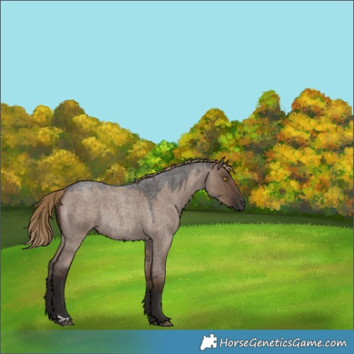 Horse Color:Liver Red Dun Roan Rabicano 