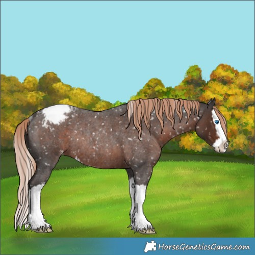 Horse Color:Liver Red Roan Splash Appaloosa Rabicano 
