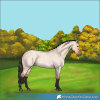Horse Color:Bay Roan Dun 