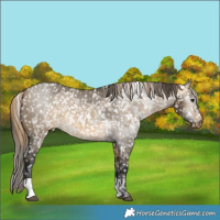 Horse Color:Buckskin Dun Appaloosa  and Gray Buckskin Dun Appaloosa 