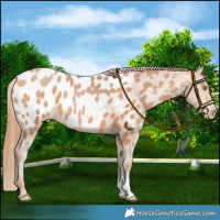 Horse Color:Chocolate Bay Pearl Blanket