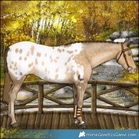 Horse Color:Chocolate Buckskin Pearl Blanket 