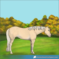 Horse Color:Gold Cream Champagne Rabicano 