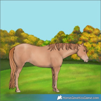 Horse Color:Gold Champagne Rabicano 
