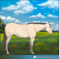 Horse Color:Amber Cream Champagne 