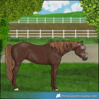 Horse Color:Gray Chestnut 
