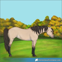 Horse Color:Bay Dun 