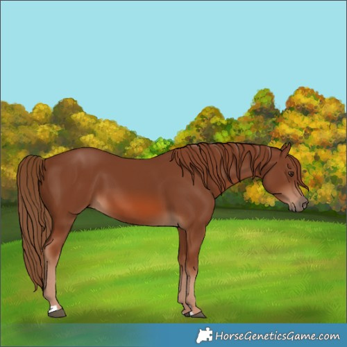 Horse Color:Chestnut 
