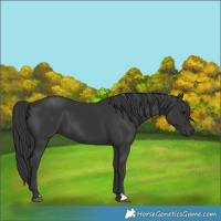 Horse Color:Black 