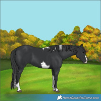 Horse Color:Black Splash Tobiano 