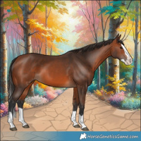 Horse Color:Bay Splash 