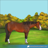 Horse Color:Bay Splash 