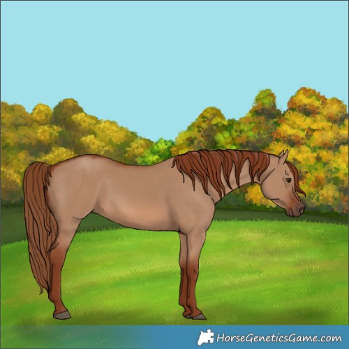 Horse Color:Red Dun 