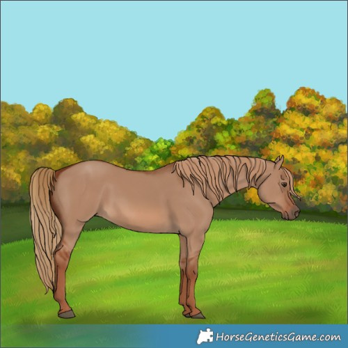 Horse Color:Red Dun 