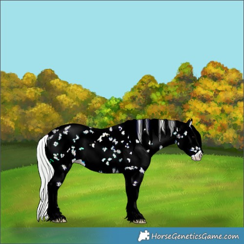 Horse Color:Watercolor White Spotted Silver Bay Ice Onyx Sabino 