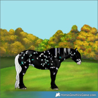 Horse Color:Watercolor White Spotted Silver Bay Ice Onyx Sabino 