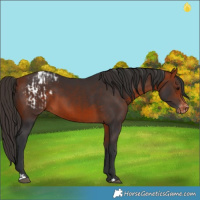 Horse Color:Bay Appaloosa  and Bay Appaloosa 