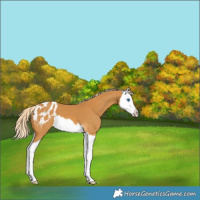 Horse Color:Palomino Splash Appaloosa 