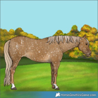Horse Color:Chocolate Palomino Dun Snowflake Varnish  and Chocolate Palomino Dun Snowflake Varnish 