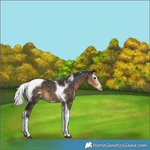 Horse Color:Silver Smoky Black Splash Tobiano Frame 