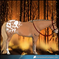 Horse Color:Chestnut Appaloosa 
