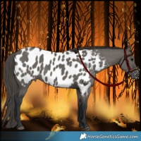 Horse Color:Grullo Appaloosa 