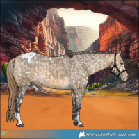 Horse Color:Buckskin Dun Appaloosa and Buckskin Dun Appaloosa