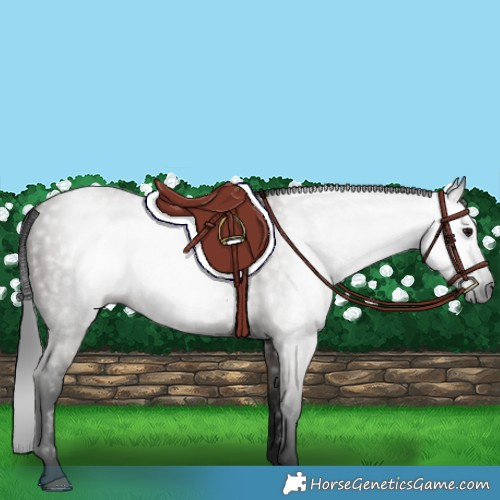 Horse Color:Gray Grullo 