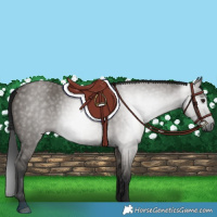 Horse Color:Gray Grullo 