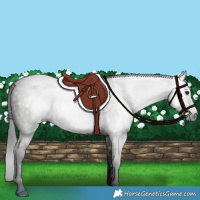 Horse Color:Gray Grullo 
