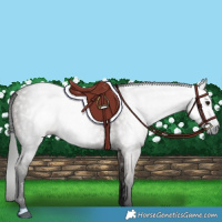 Horse Color:Gray Grullo 