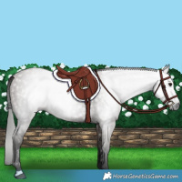 Horse Color:Gray Grullo 