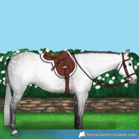 Horse Color:Gray Grullo 