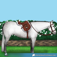 Horse Color:Gray Grullo 