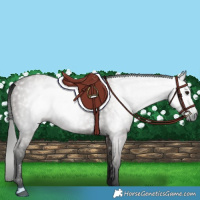 Horse Color:Gray Grullo